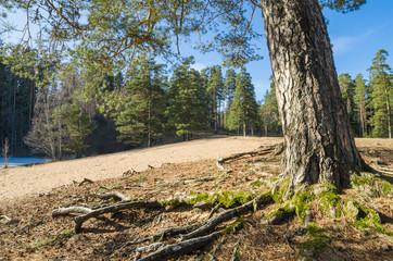 Fototapeta premium Spring landscape in a Baltic wood
