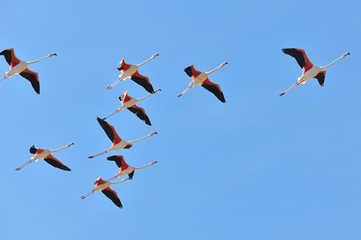 Camargue, Arles, Francia  -  fenicotteri in volo