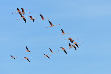 Camargue, Arles, Francia  -  fenicotteri in volo