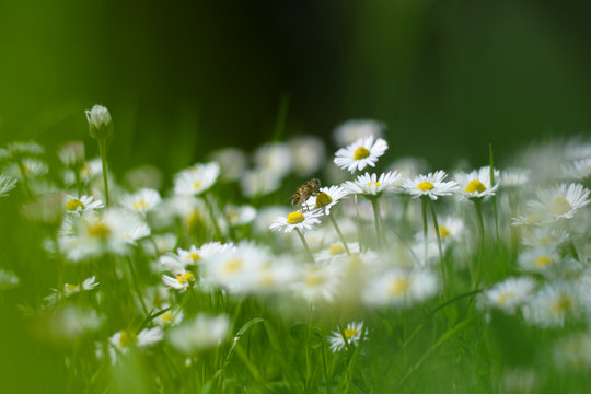 Fototapeta Small white daisy flowers with a bee