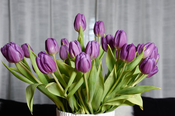 Tulpen, violett