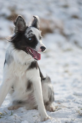 Junger Border Collie