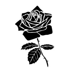 Obraz premium silhouette of rose