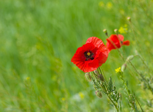 Red poppy in wild field at summer time