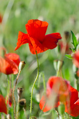 Fototapeta premium Spring blossom of wild poppies (Papaveroideae) with seeds