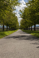 Rural road lined with leafy green trees