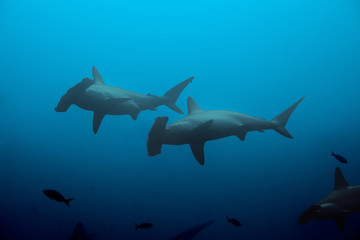Fototapeta premium Two hammerhead sharks in the blue waters