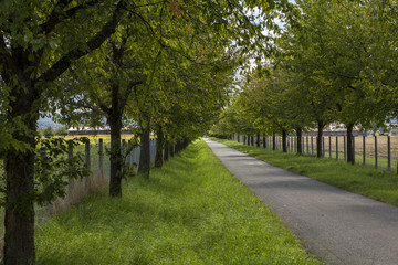 Fototapeta na wymiar Rural road lined with leafy green trees