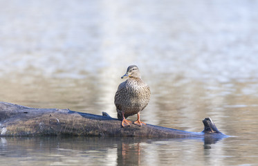 anas platyrhynchos