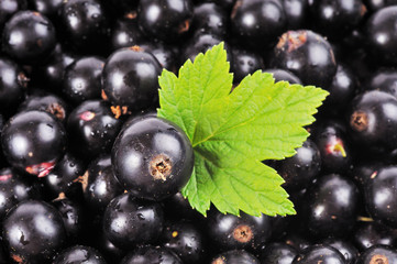 black currant