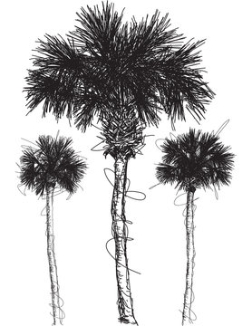 Palm tree sketches