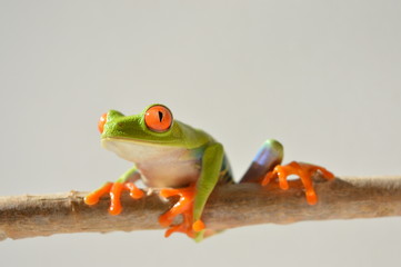Red eye frog