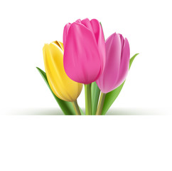 Realistic Colorful Tulips in Isolated Background