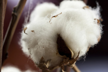 Fresh white cotton bolls on the plant  