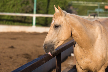 Fototapeta premium portrait of a horse