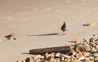 pigeon