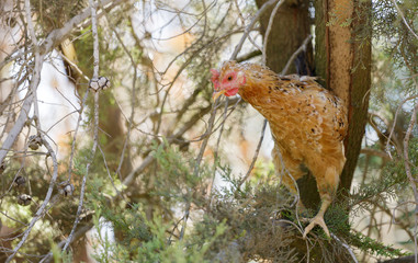 portrait of a chicken