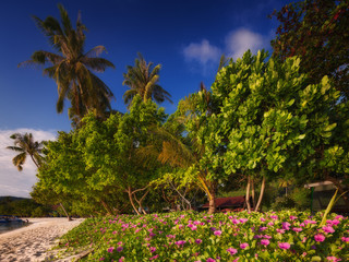 Fototapeta na wymiar Beautiful beach with colorful flowers and blue sky