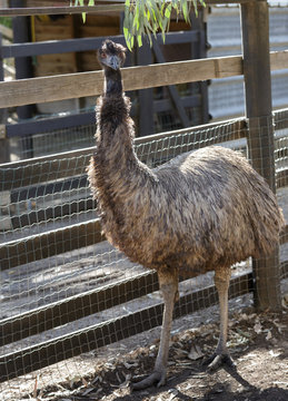 big bird ostrich