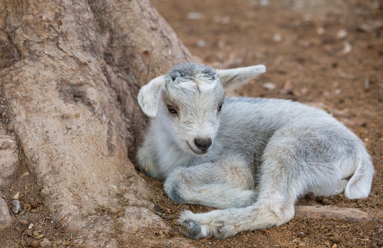 little goat lying