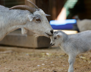 the goat and kid © lom742