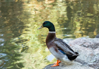 portrait of a duck