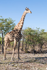 giraffe in the bush