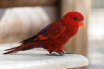 red parrot