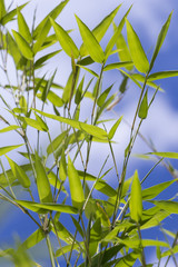 Fototapeta na wymiar Close Up of Green Plant Against Cloudy Blue Sky