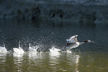 Duck taking off