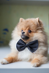 cute puppy Pomeranian in a bow tie