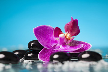 Fototapeta na wymiar Spa still life with pink orchid and black zen stones