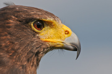 Amerikanischer Bussard Seitenprofil