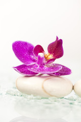 Fototapeta na wymiar Spa still life with pink orchid and white zen stone