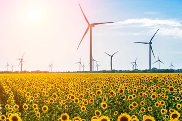 Fotobehang Field with sunflowers and eco power, wind turbines © oleg_p_100