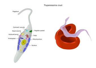 trypanosoma cruzi, protozoo, parassita