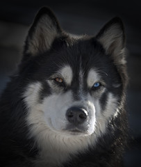 Husky Portrait Dark