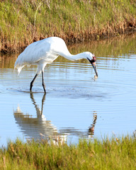 Whooping Crane with Crab and Reflection