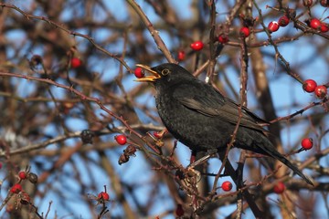 Blackbird (Turdus merula) on a branch of wild rose - winter
