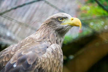 White tailed eagle in zoo