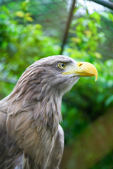 White tailed sea eagle in zoo