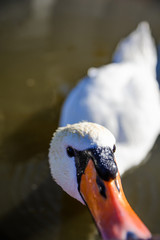 Obraz premium Funny and unusual swan tastes lens