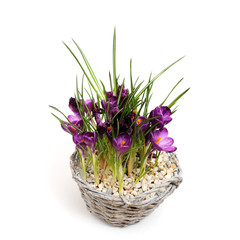 Crocus flowers in pot, isolated