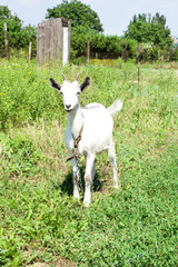 Obraz premium little goat on a meadow with green grass.