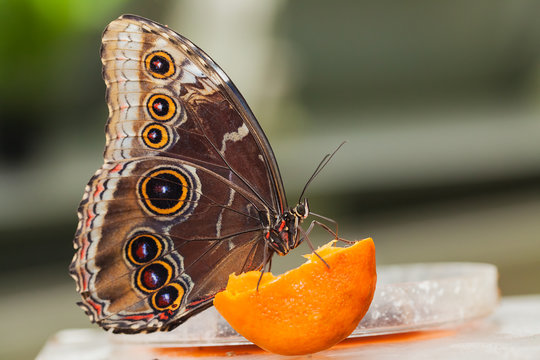 Blue Morphus butterfly