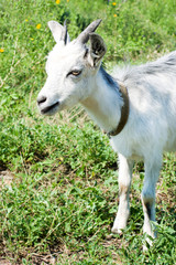 little goat on a meadow with green grass.