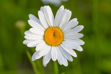 Obraz premium Microworld - Hypnotic daisy