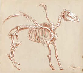 An hand drawn vector, converted: Pegasus