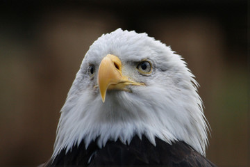 Bald eagle (Haliaeetus leucocephalus),