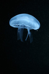 Moon jellyfish (Aurelia aurita) in an aquarium. . © Vladimir Wrangel